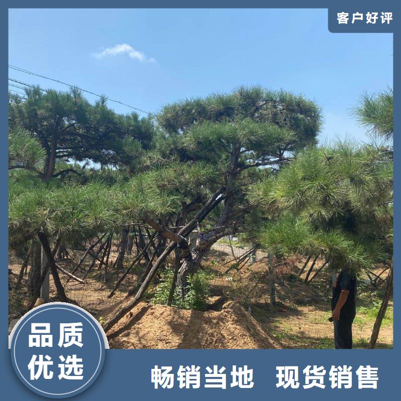 【造型松】盆景放心得选择