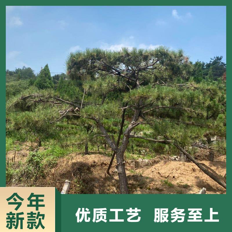 造型松,迎客松一站式采购商