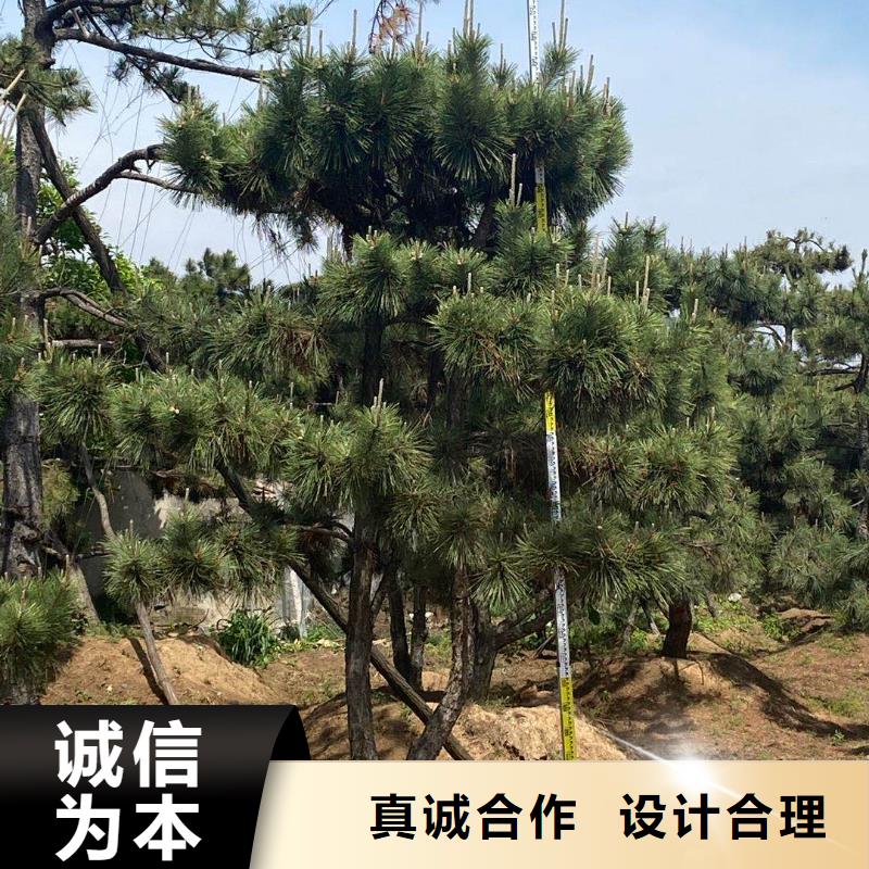 造型松,迎客松一站式采购商