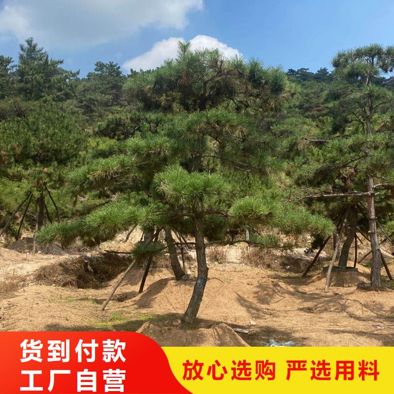 【造型松-造型松基地全新升级品质保障】