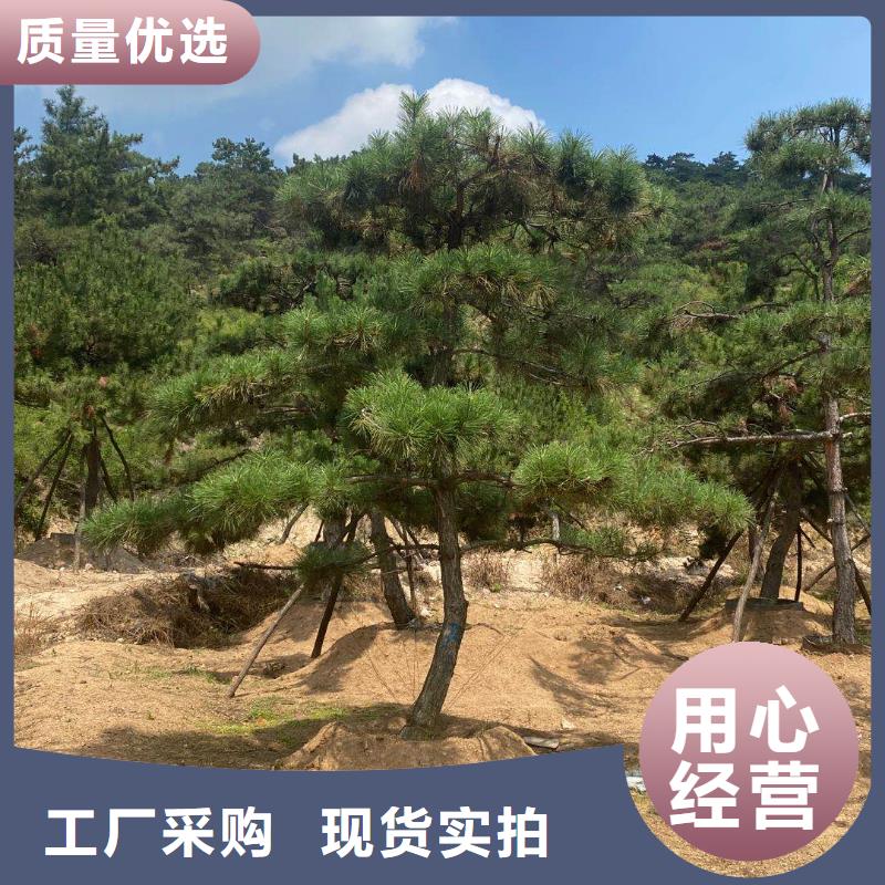 造型松-【造型池松】的简单介绍