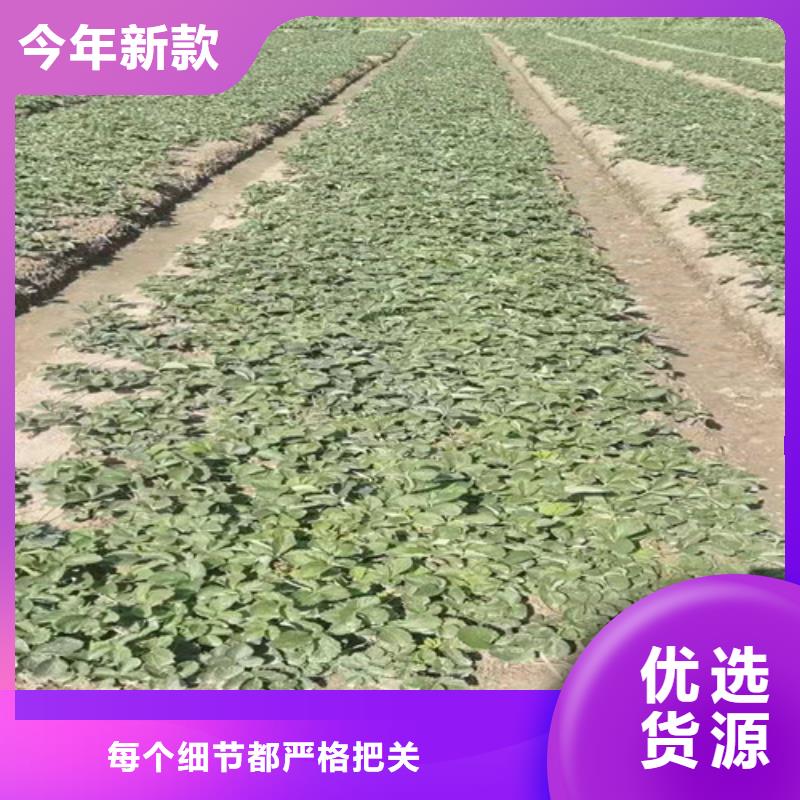 草莓苗大棚草莓苗品质服务诚信为本