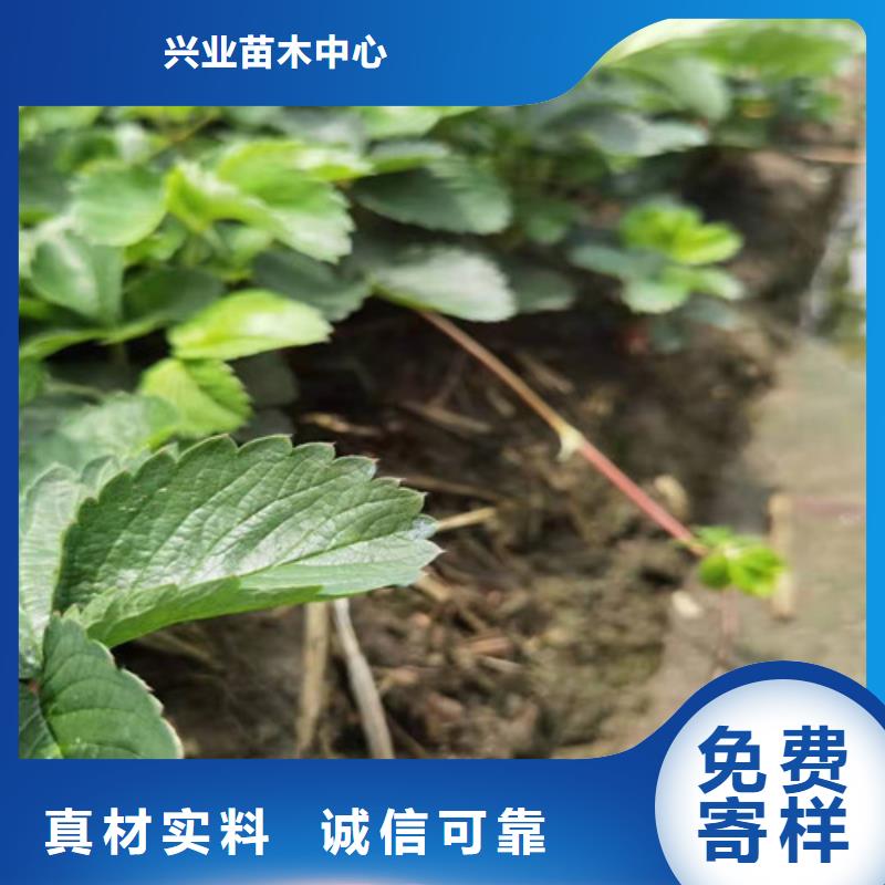 【草莓苗】,桃树苗就近发货