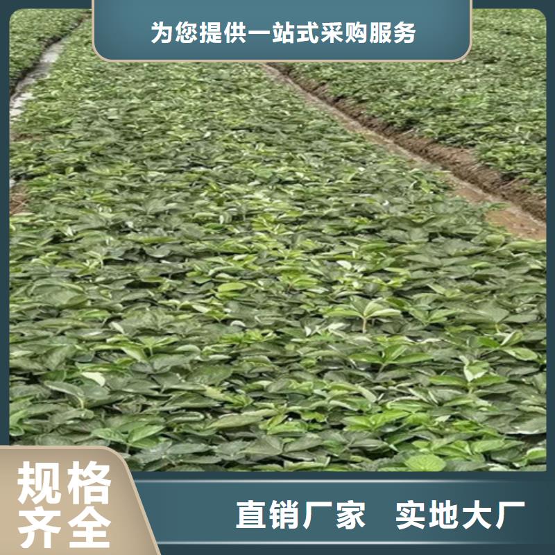 草莓苗杏苗用途广泛