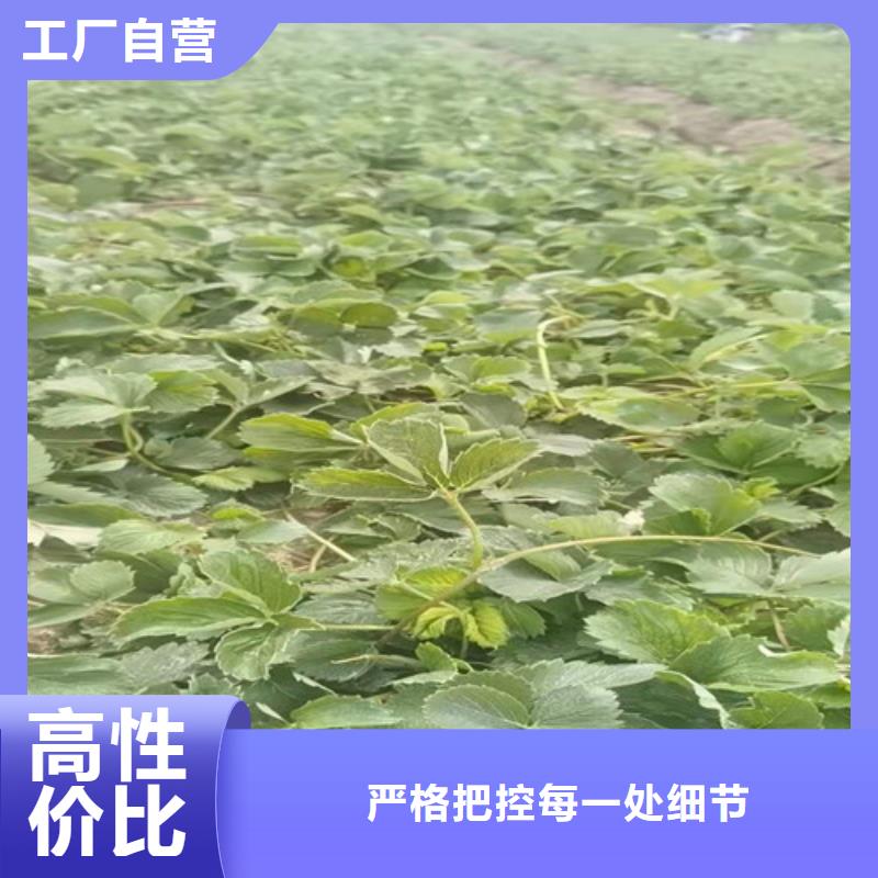 草莓苗-苹果苗优良材质