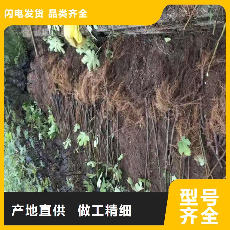 无花果蓝莓苗专注细节更放心