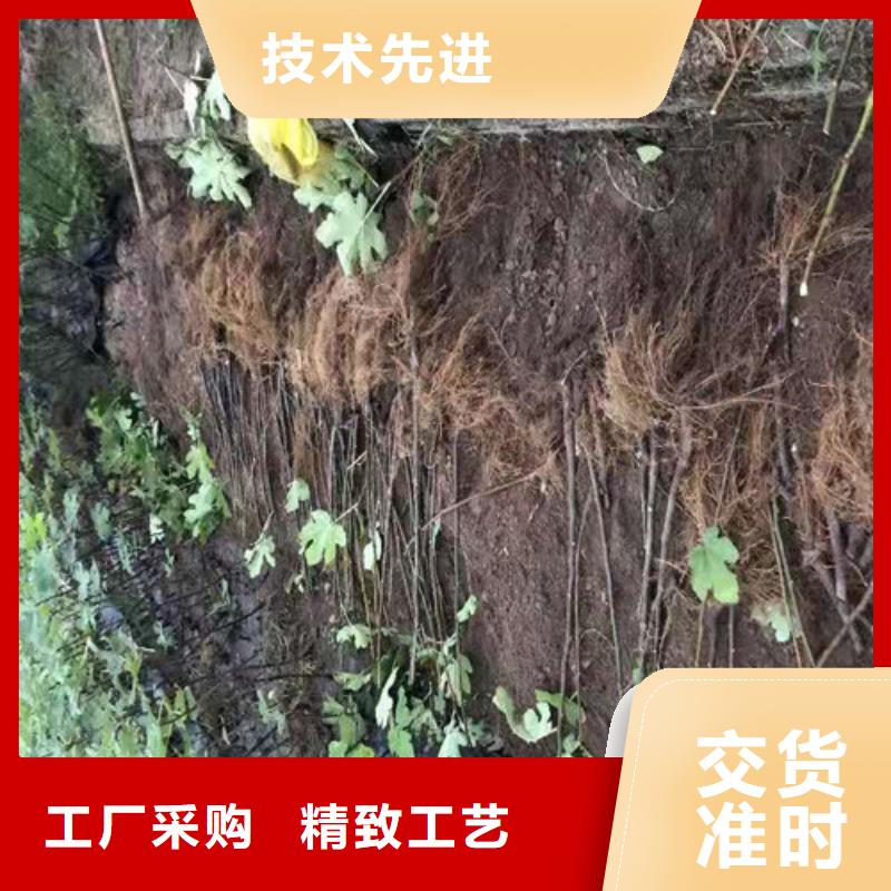 无花果山楂树苗支持加工定制