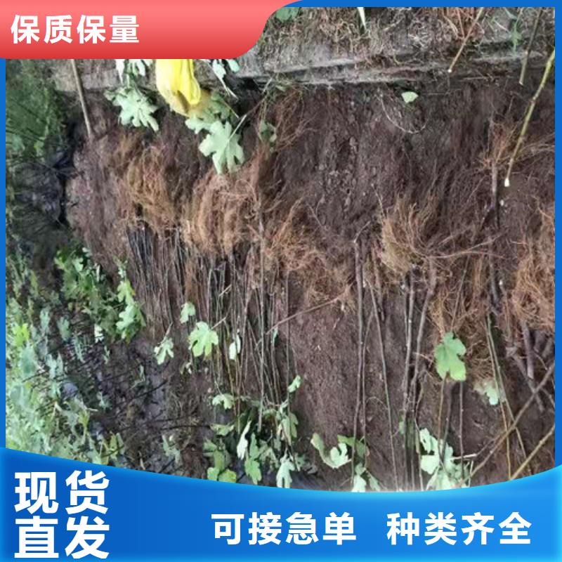 无花果梨树苗货源直销