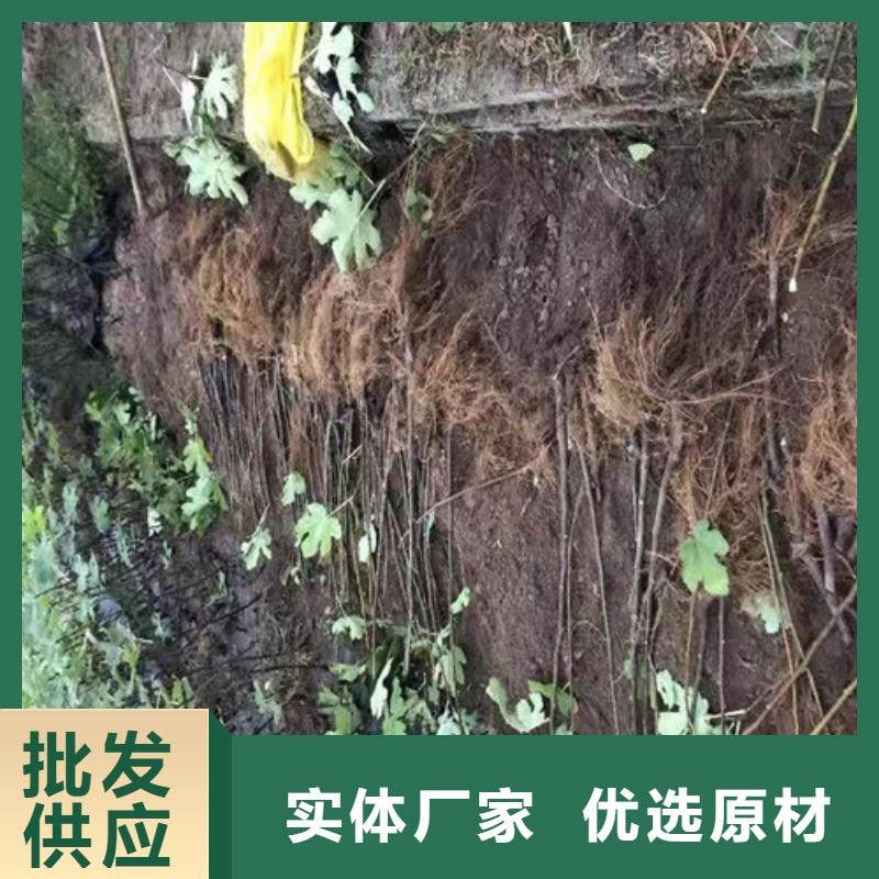 无花果,【葡萄苗】欢迎来电询价