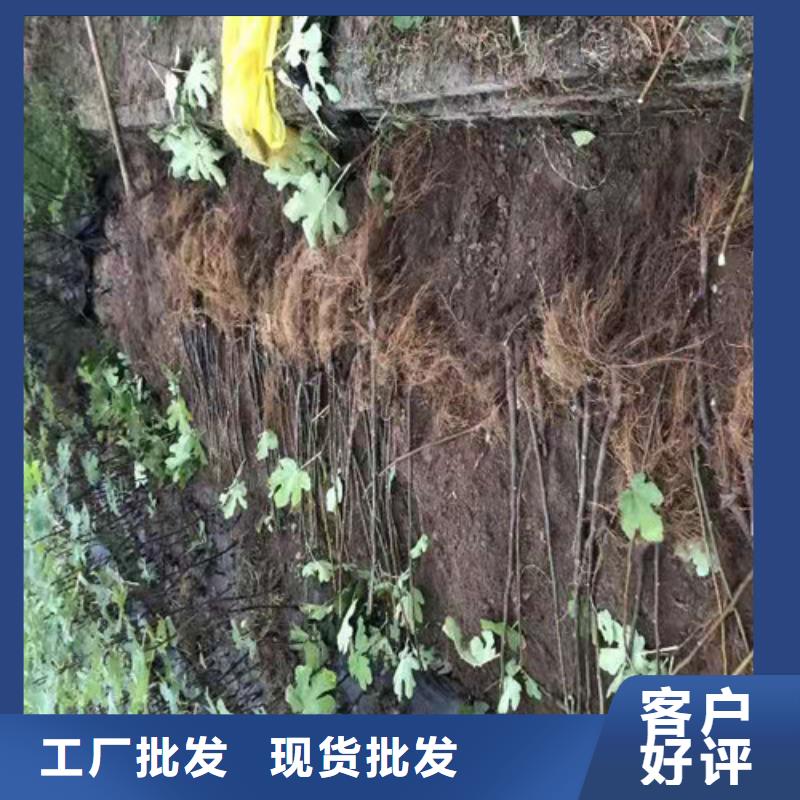 无花果-梨树苗一站式采购方便省心