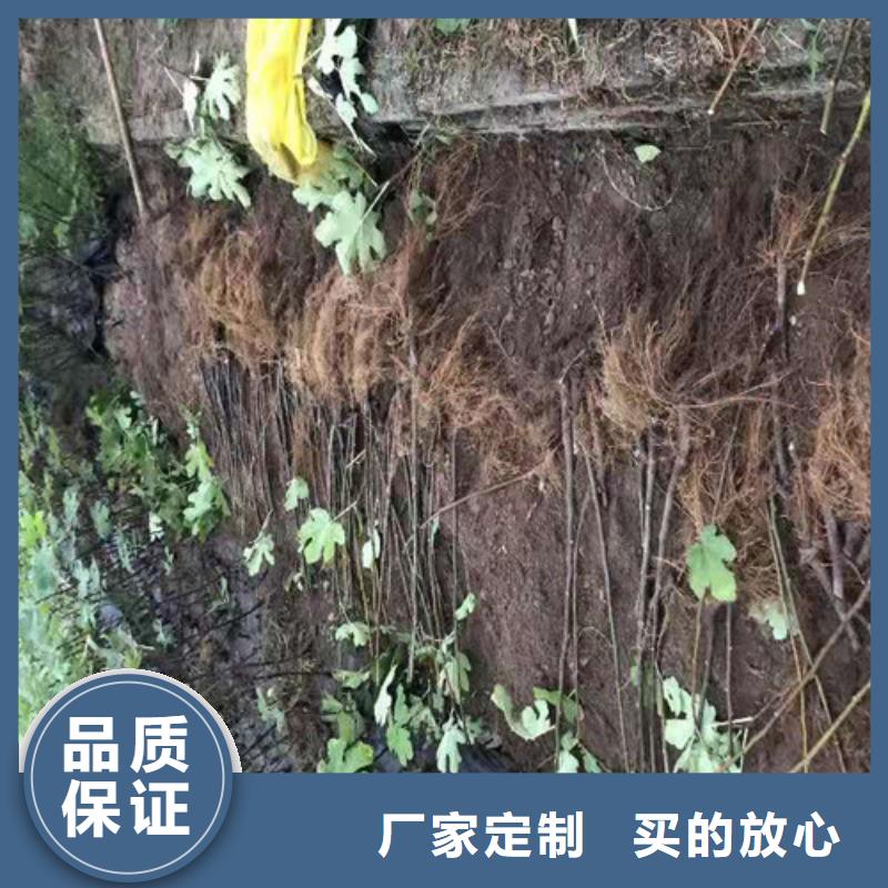 无花果花椒苗源头实体厂商