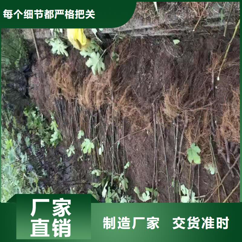 无花果_大棚草莓苗大品牌值得信赖