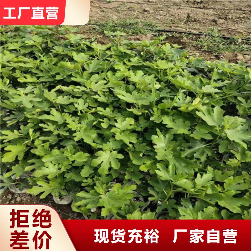 【无花果大棚草莓苗层层质检】