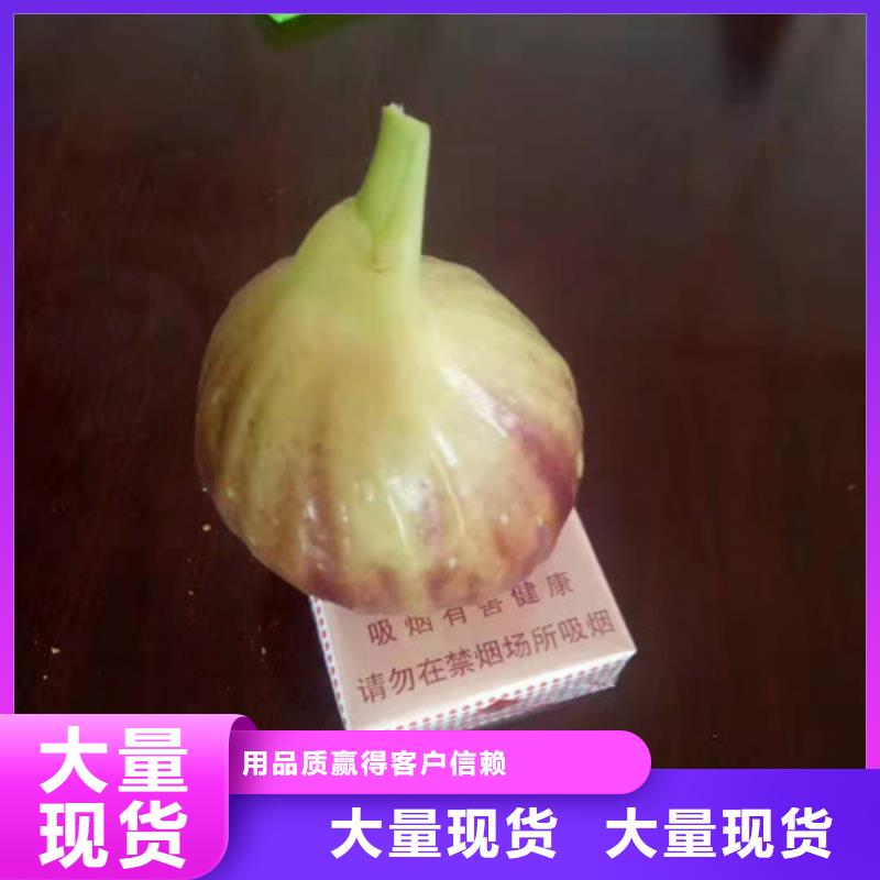 无花果花椒苗工厂批发