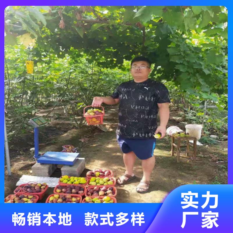 无花果葡萄苗现货批发