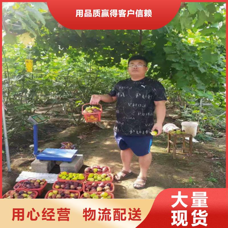 无花果樱桃树苗品质优选