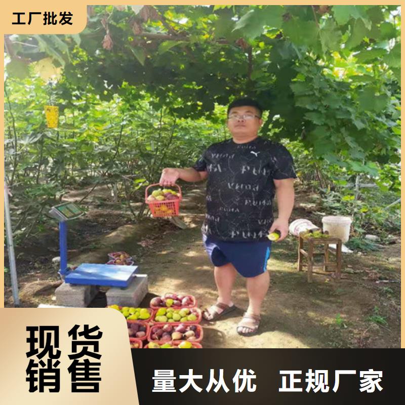 无花果樱桃树苗讲信誉保质量