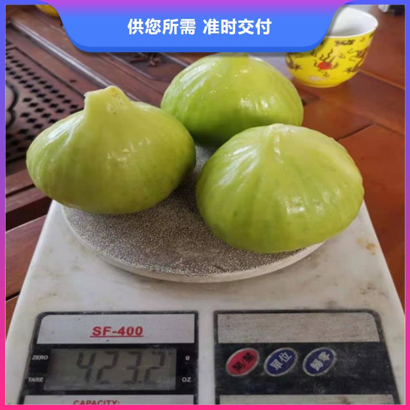 无花果葡萄苗严格把关质量放心