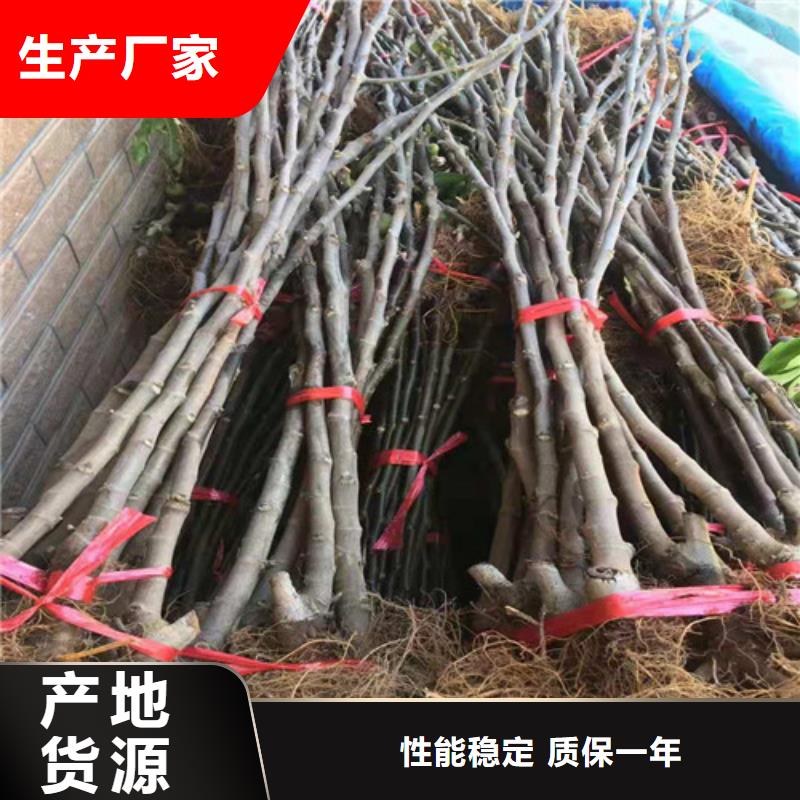 无花果葡萄苗现货批发