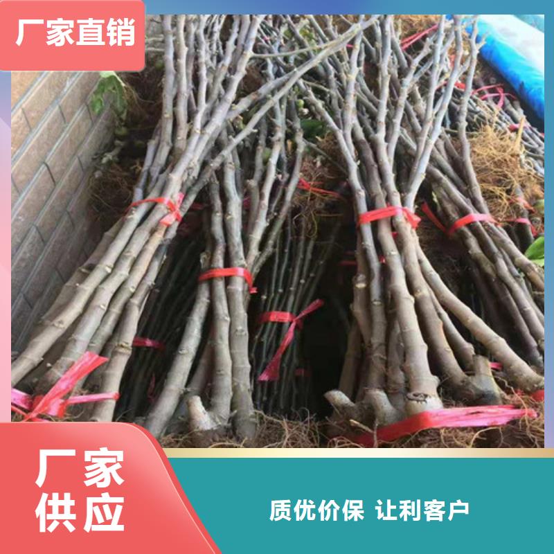 无花果蓝莓苗专注细节更放心