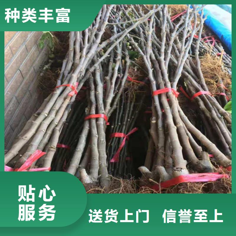 无花果樱桃树苗实体厂家支持定制