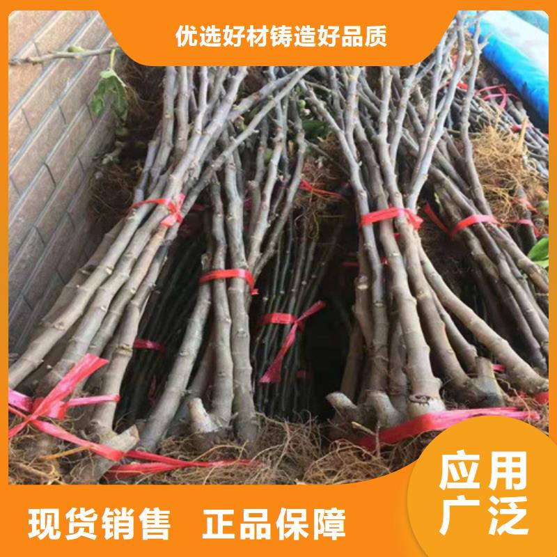 无花果,玉露香梨苗多种规格可选