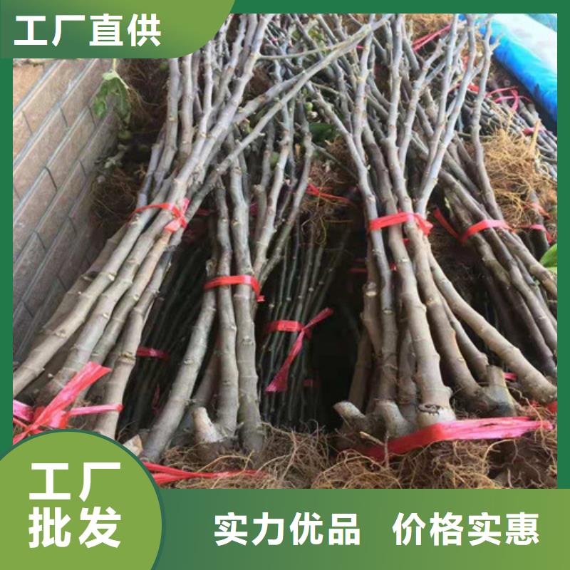 无花果,草莓苗生产安装