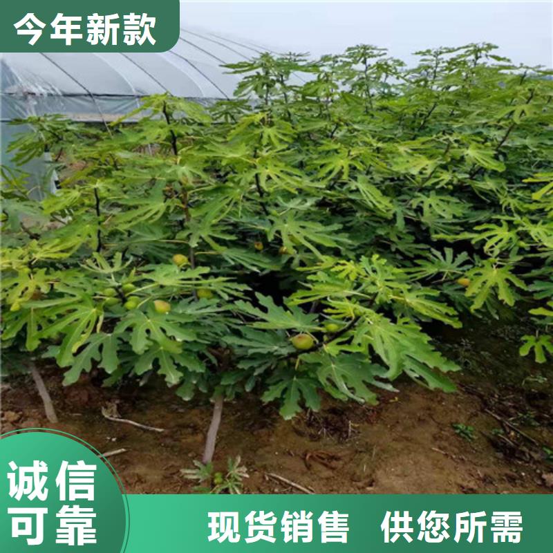 【无花果大棚草莓苗层层质检】