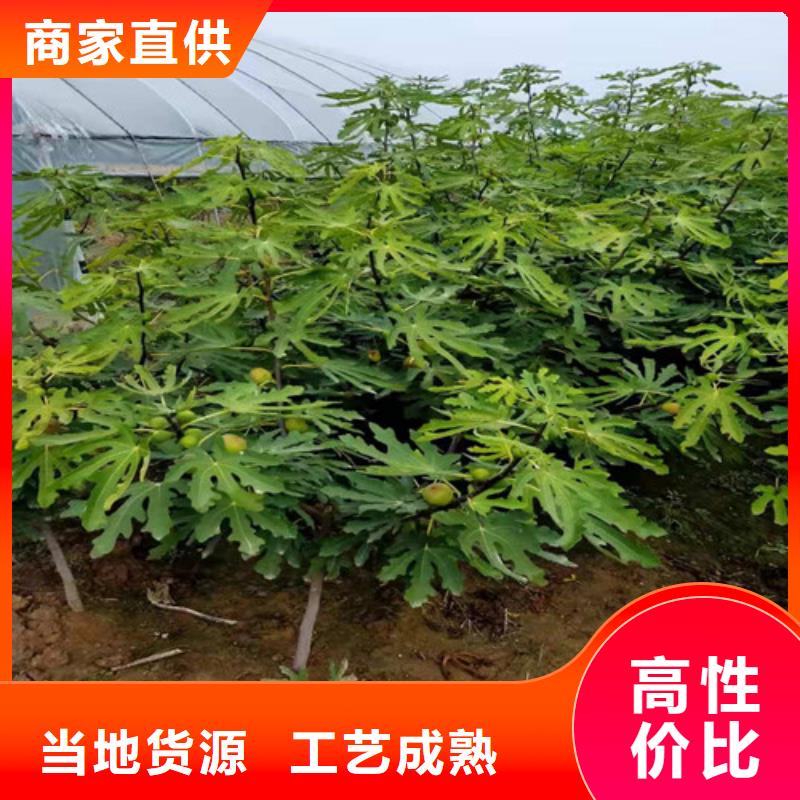 无花果樱桃树苗诚信厂家