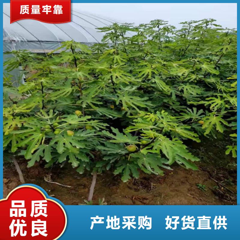 无花果,玉露香梨苗多种规格可选