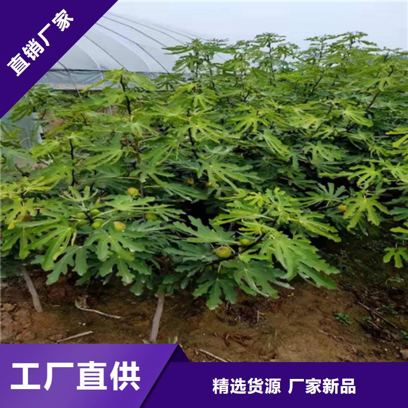 无花果车厘子苗现货供应