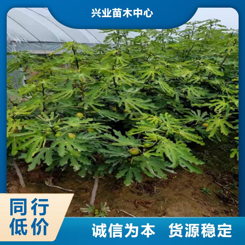 无花果_苹果苗规格齐全