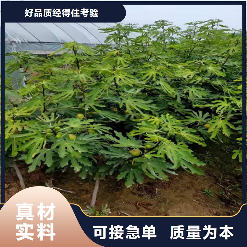 无花果樱桃树苗诚信厂家