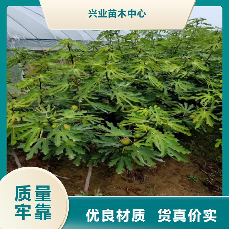 无花果核桃苗现货采购