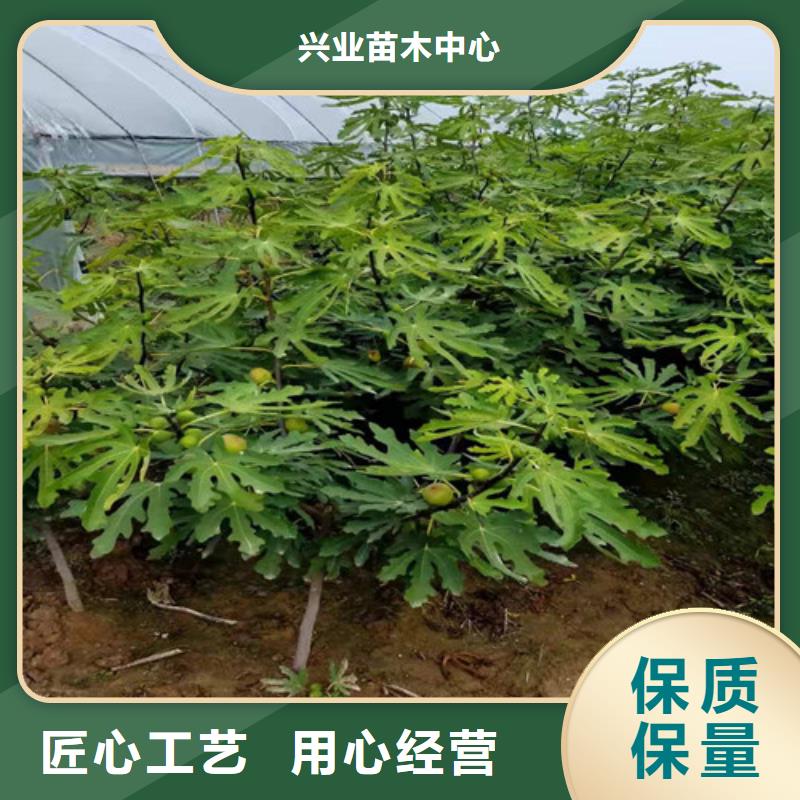 无花果蟠桃苗质优价保