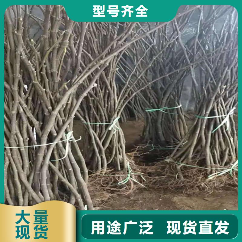 无花果-梨树苗一站式采购方便省心