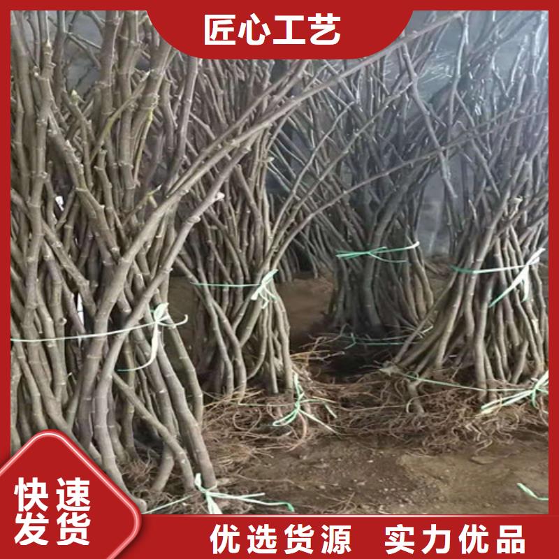 无花果大雪枣苗好品质售后无忧