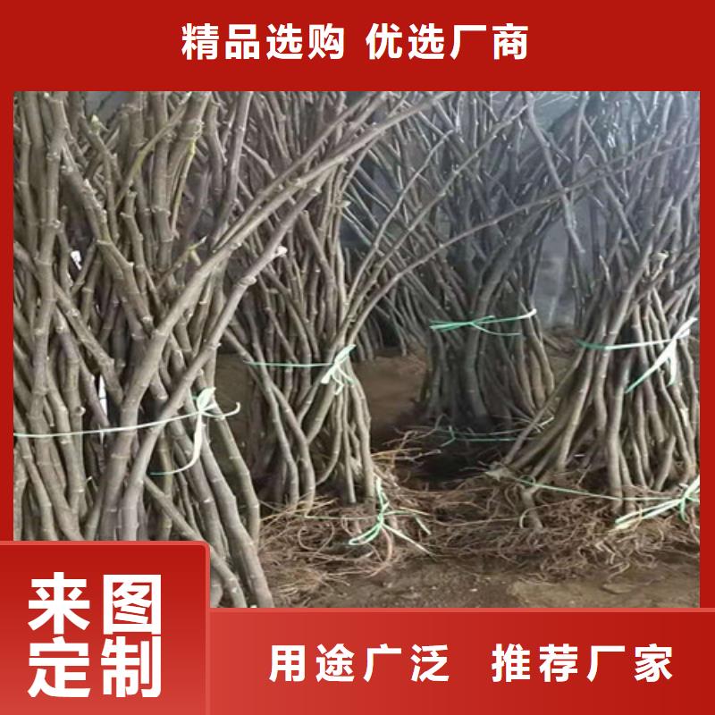 【无花果西瓜苗常年出售】