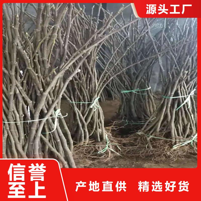 无花果苹果树苗诚信商家服务热情