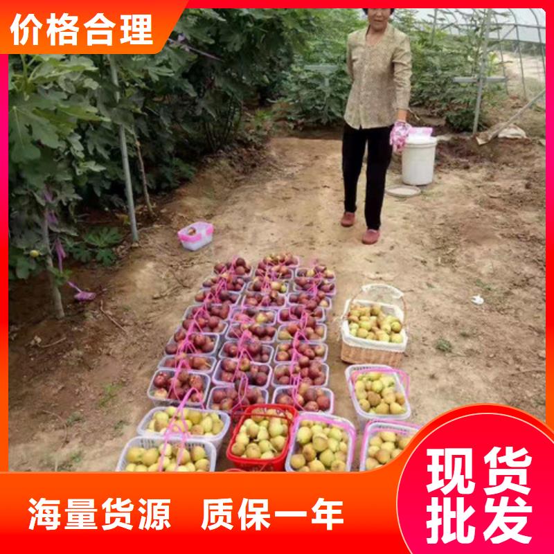 无花果鲁樱三号樱桃本地配送