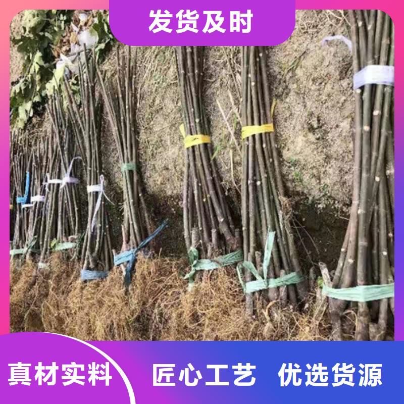 无花果-翠冠梨苗好产品放心购