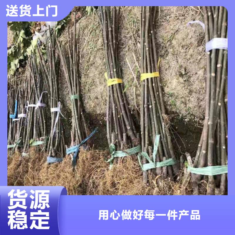 无花果樱桃树苗自营品质有保障