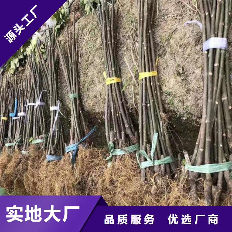 无花果,玉露香梨苗多种规格可选