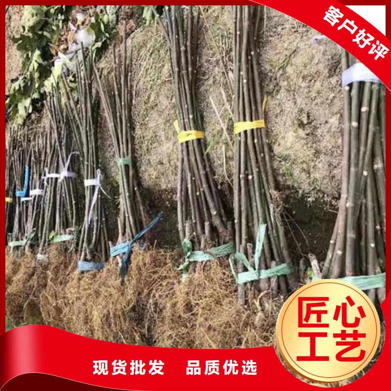 无花果樱桃树苗多年行业积累