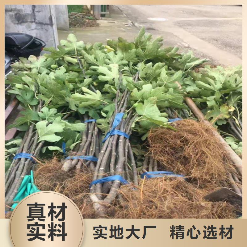 【无花果_大棚草莓苗质保一年】