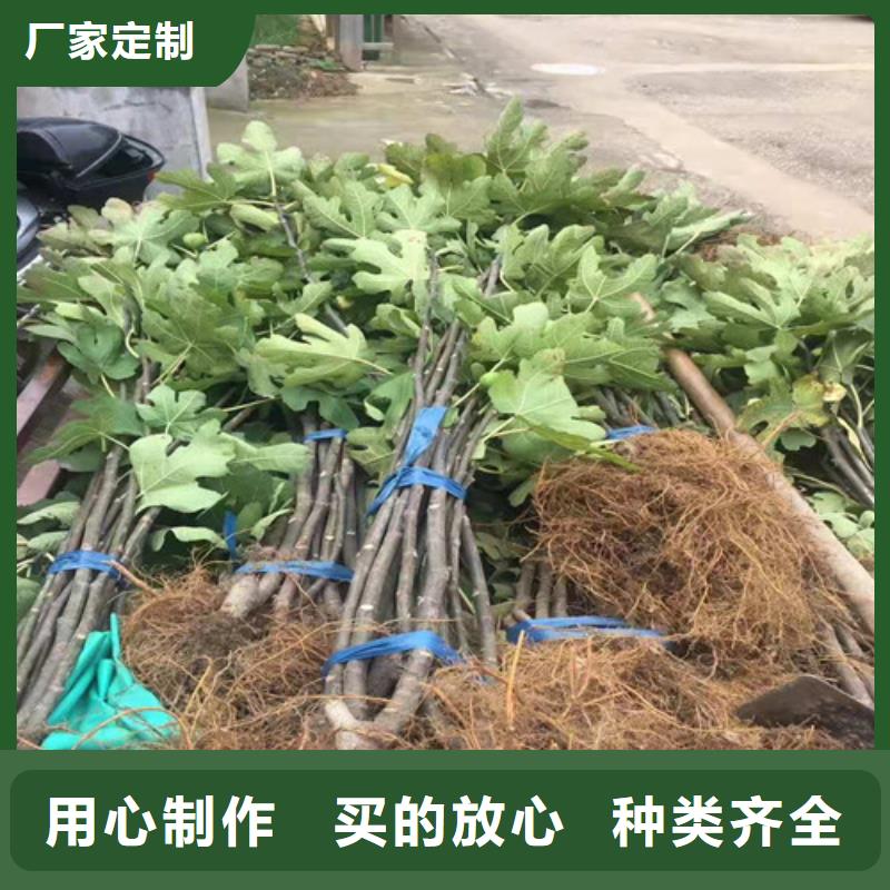 无花果板栗苗品质好才是硬道理