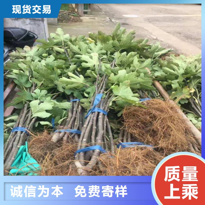 无花果山楂苗放心得选择