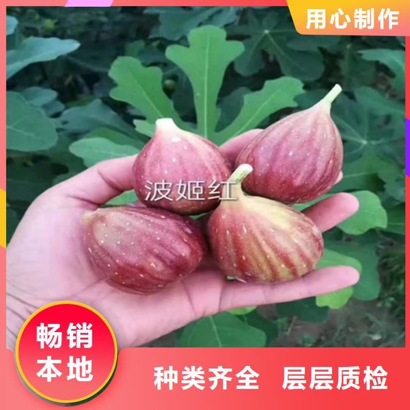 【无花果西瓜苗常年出售】