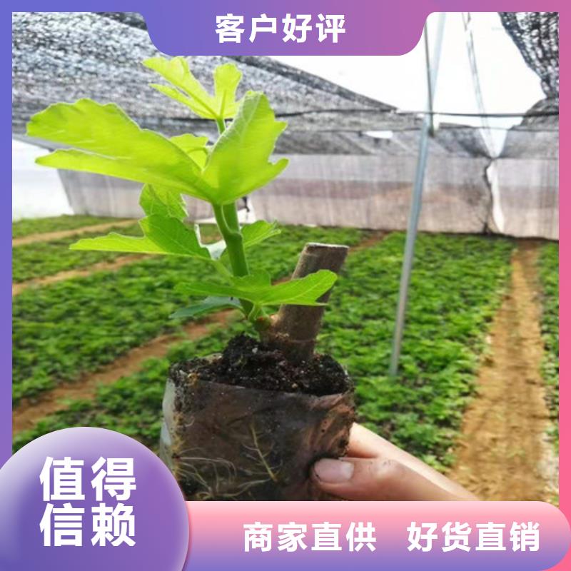 无花果樱桃树苗讲信誉保质量