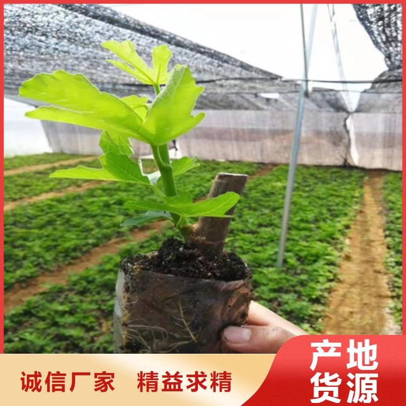 无花果_大棚草莓苗大品牌值得信赖